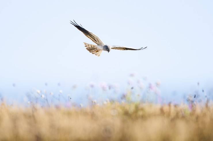 Ovit Dağı, bozkır delicesinin göç güzergahında hareketlilik yaşıyor 19