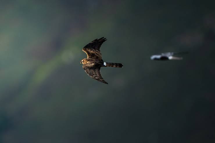 Ovit Dağı, bozkır delicesinin göç güzergahında hareketlilik yaşıyor 2