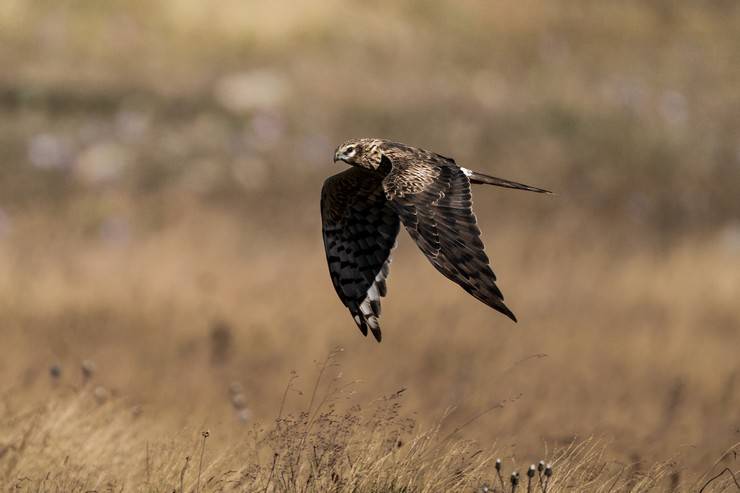 Ovit Dağı, bozkır delicesinin göç güzergahında hareketlilik yaşıyor 20
