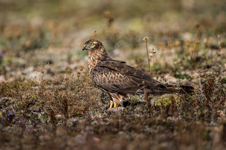 Ovit Dağı, bozkır delicesinin göç güzergahında hareketlilik yaşıyor 21