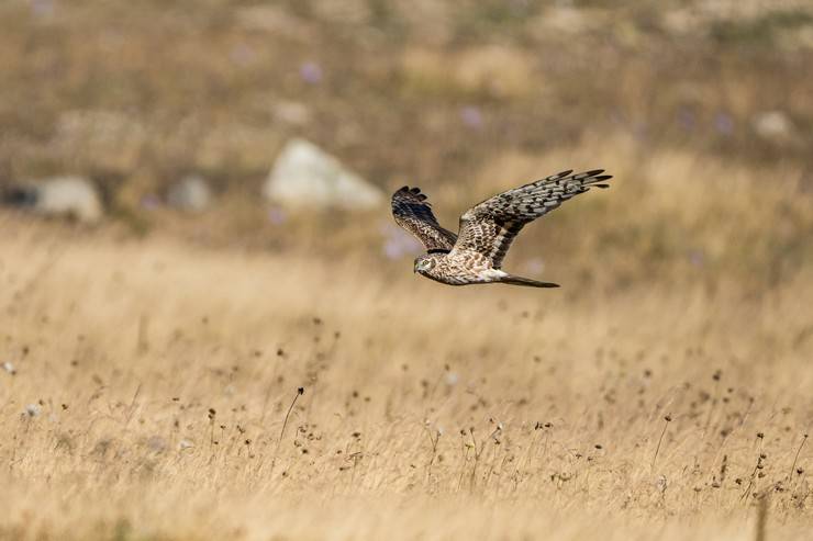 Ovit Dağı, bozkır delicesinin göç güzergahında hareketlilik yaşıyor 22
