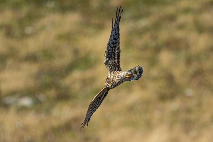 Ovit Dağı, bozkır delicesinin göç güzergahında hareketlilik yaşıyor 23