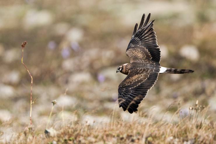 Ovit Dağı, bozkır delicesinin göç güzergahında hareketlilik yaşıyor 24