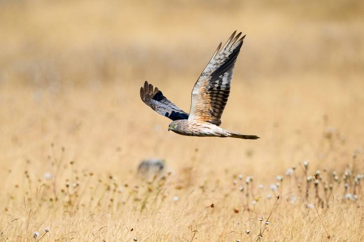 Ovit Dağı, bozkır delicesinin göç güzergahında hareketlilik yaşıyor 25