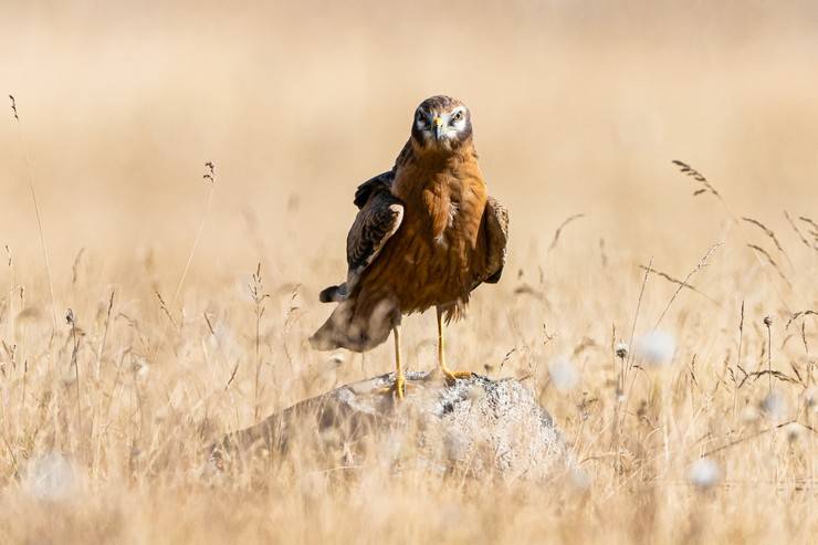 Ovit Dağı, bozkır delicesinin göç güzergahında hareketlilik yaşıyor 26