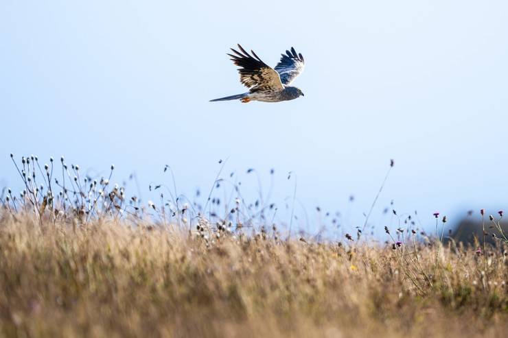 Ovit Dağı, bozkır delicesinin göç güzergahında hareketlilik yaşıyor 27