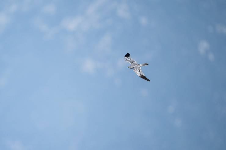 Ovit Dağı, bozkır delicesinin göç güzergahında hareketlilik yaşıyor 3