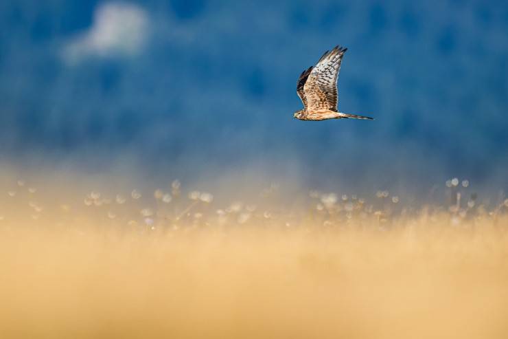 Ovit Dağı, bozkır delicesinin göç güzergahında hareketlilik yaşıyor 4