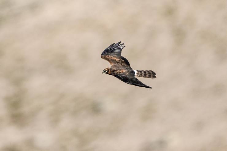 Ovit Dağı, bozkır delicesinin göç güzergahında hareketlilik yaşıyor 5