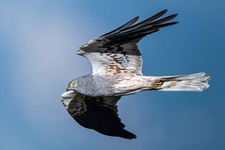 Ovit Dağı, bozkır delicesinin göç güzergahında hareketlilik yaşıyor 6