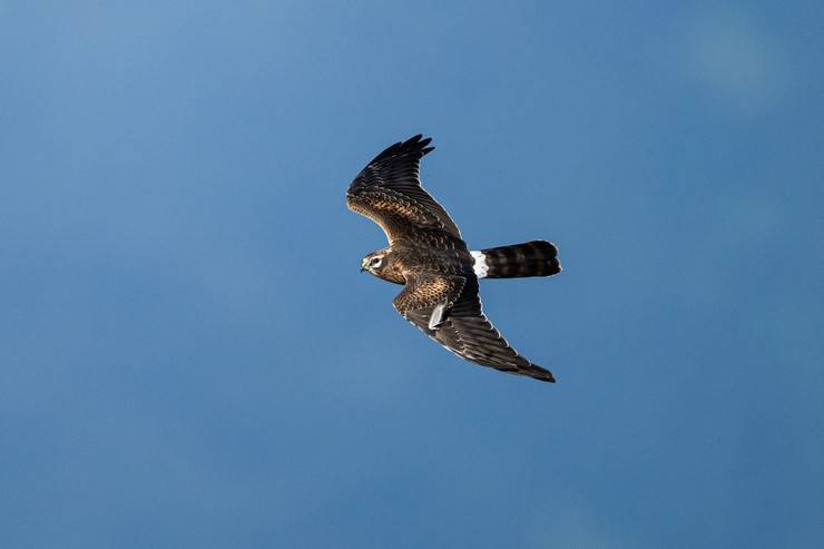 Ovit Dağı, bozkır delicesinin göç güzergahında hareketlilik yaşıyor 7