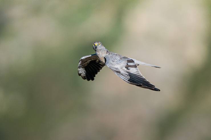 Ovit Dağı, bozkır delicesinin göç güzergahında hareketlilik yaşıyor 8