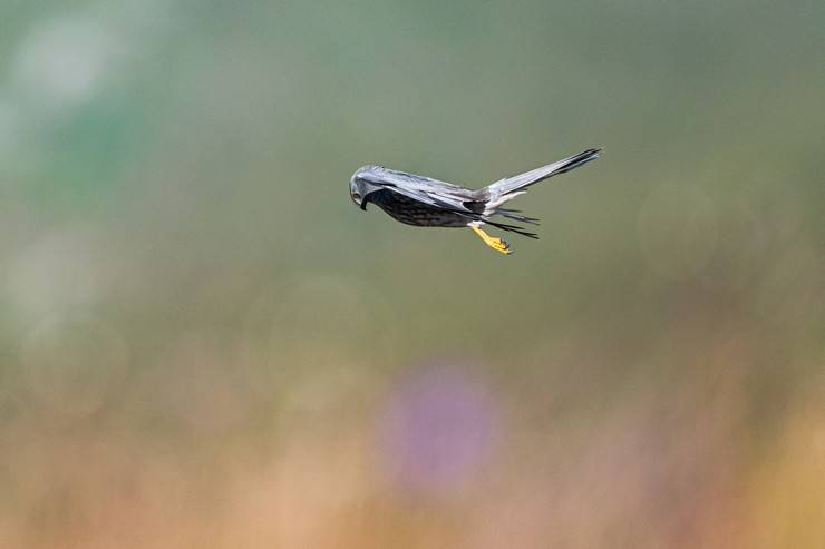 Ovit Dağı, bozkır delicesinin göç güzergahında hareketlilik yaşıyor 9