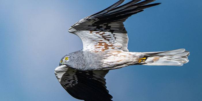 Ovit Dağı, bozkır delicesinin göç güzergahında hareketlilik yaşıyor