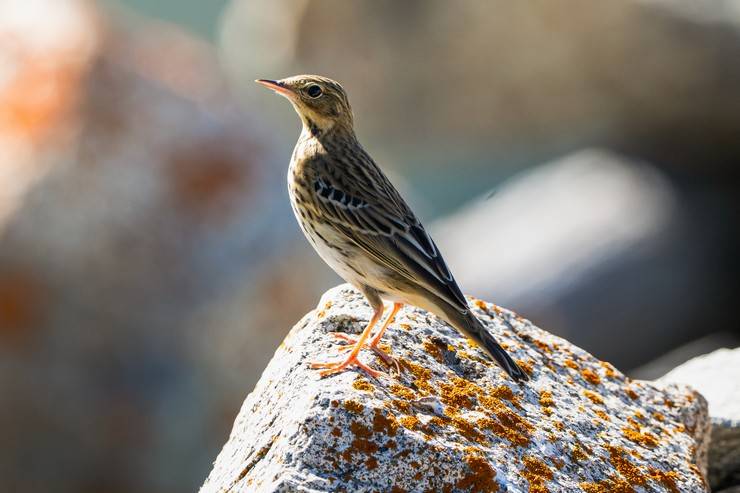 Ovit Dağı doğal yaşamıyla öne çıkıyor 10