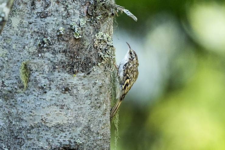 Ovit Dağı doğal yaşamıyla öne çıkıyor 12