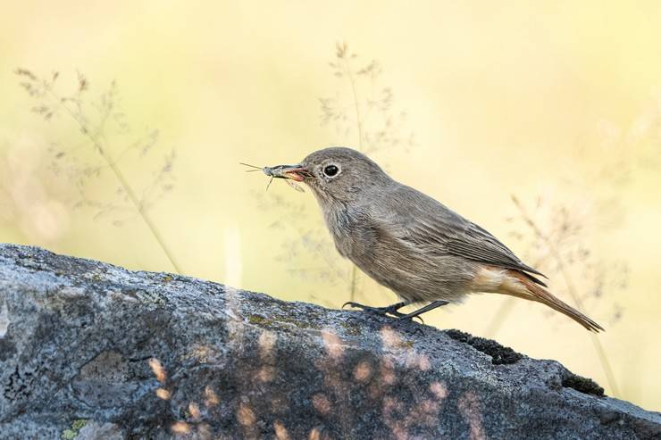 Ovit Dağı doğal yaşamıyla öne çıkıyor 13