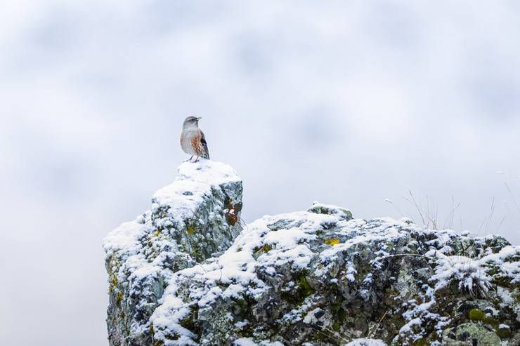 Ovit Dağı doğal yaşamıyla öne çıkıyor 14