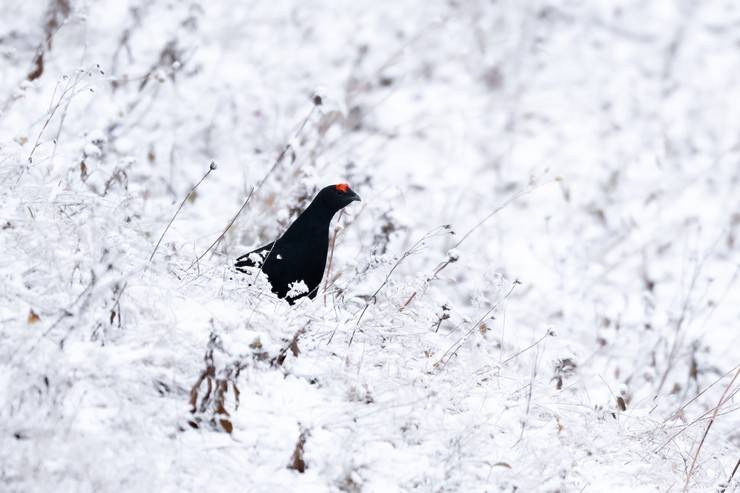 Ovit Dağı doğal yaşamıyla öne çıkıyor 15