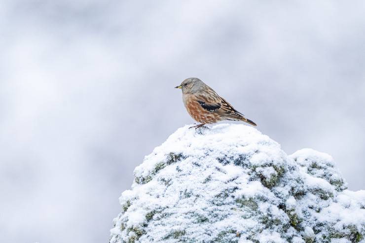 Ovit Dağı doğal yaşamıyla öne çıkıyor 16