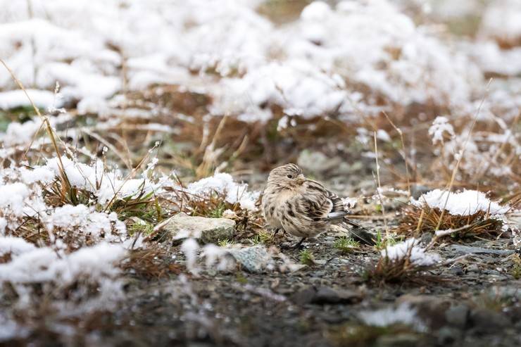 Ovit Dağı doğal yaşamıyla öne çıkıyor 17