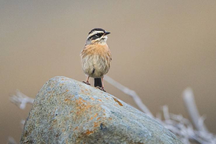 Ovit Dağı doğal yaşamıyla öne çıkıyor 18