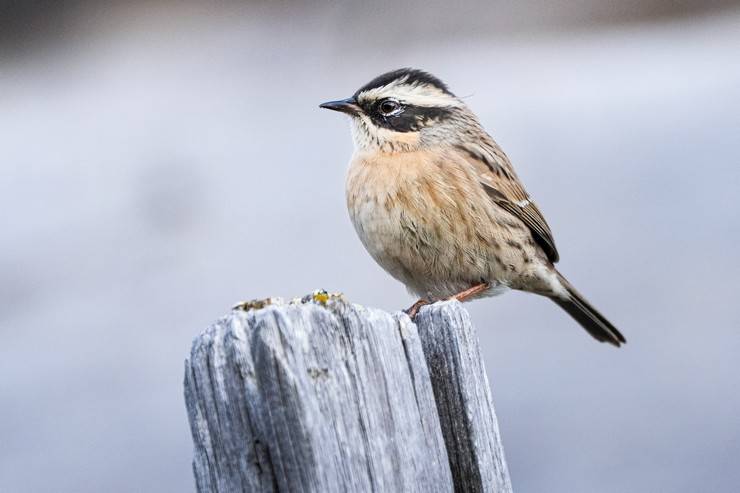 Ovit Dağı doğal yaşamıyla öne çıkıyor 19