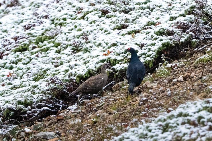 Ovit Dağı doğal yaşamıyla öne çıkıyor 20