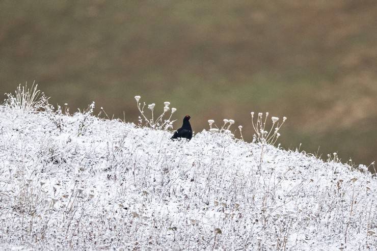 Ovit Dağı doğal yaşamıyla öne çıkıyor 21