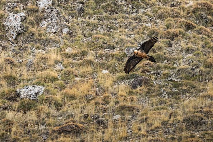 Ovit Dağı doğal yaşamıyla öne çıkıyor 22