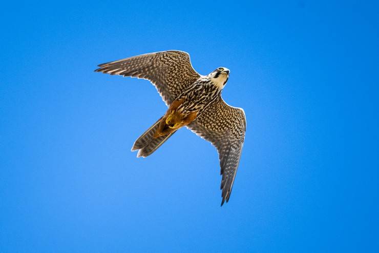 Ovit Dağı doğal yaşamıyla öne çıkıyor 3
