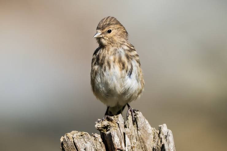 Ovit Dağı doğal yaşamıyla öne çıkıyor 5
