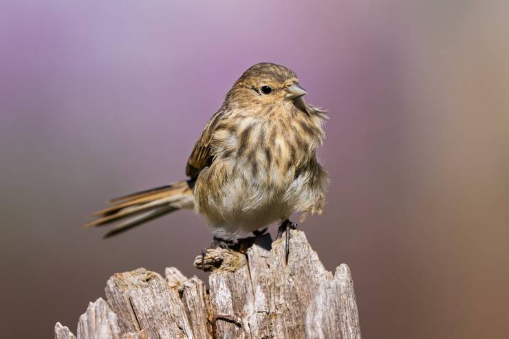 Ovit Dağı doğal yaşamıyla öne çıkıyor 6