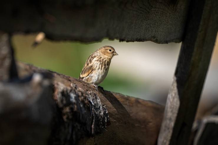 Ovit Dağı doğal yaşamıyla öne çıkıyor 7