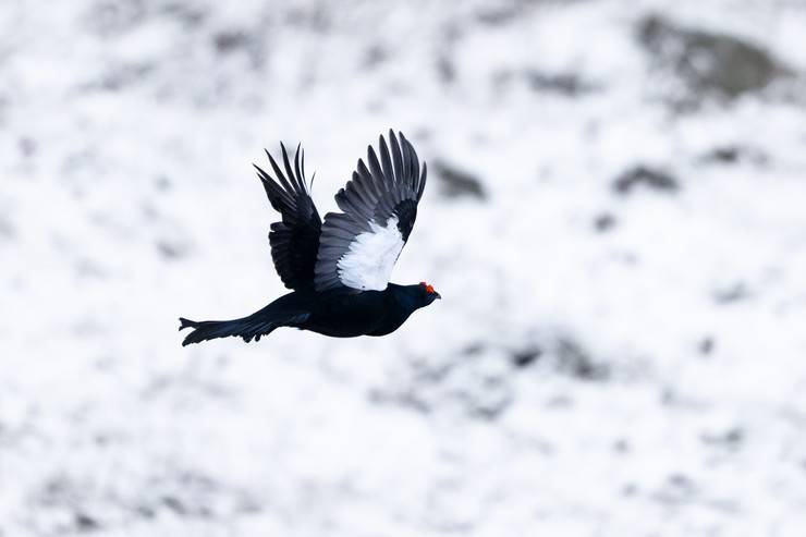 Ovit Dağı doğal yaşamıyla öne çıkıyor 8