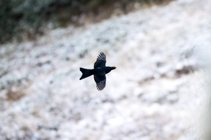 Ovit Dağı doğal yaşamıyla öne çıkıyor 9