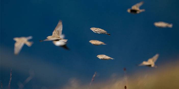 Ovit Dağı doğal yaşamıyla öne çıkıyor