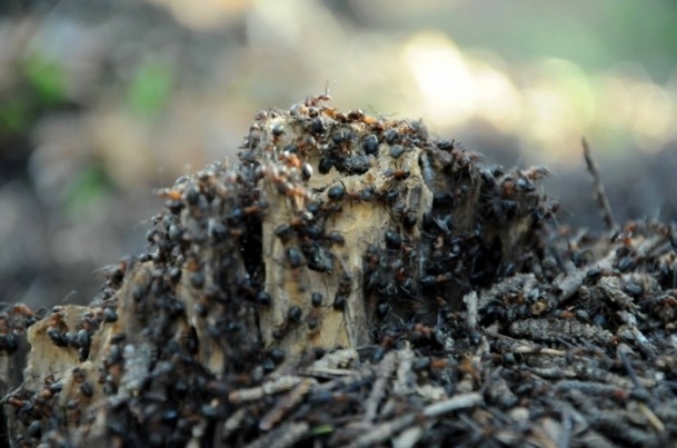 Mevsimlik işçiler karıncalar"ın zorlu yolculuğu 1