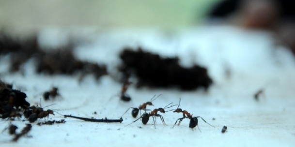 Mevsimlik işçiler karıncalar"ın zorlu yolculuğu 8
