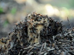 Mevsimlik işçiler karıncalar"ın zorlu yolculuğu