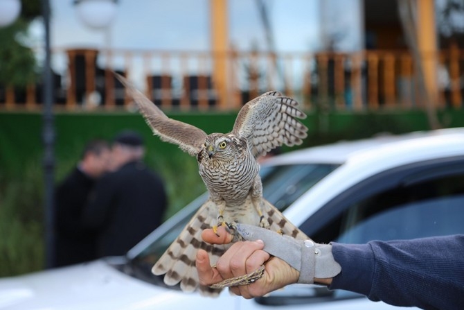 Rize'de 40 atmaca doğaya bırakıldı 1