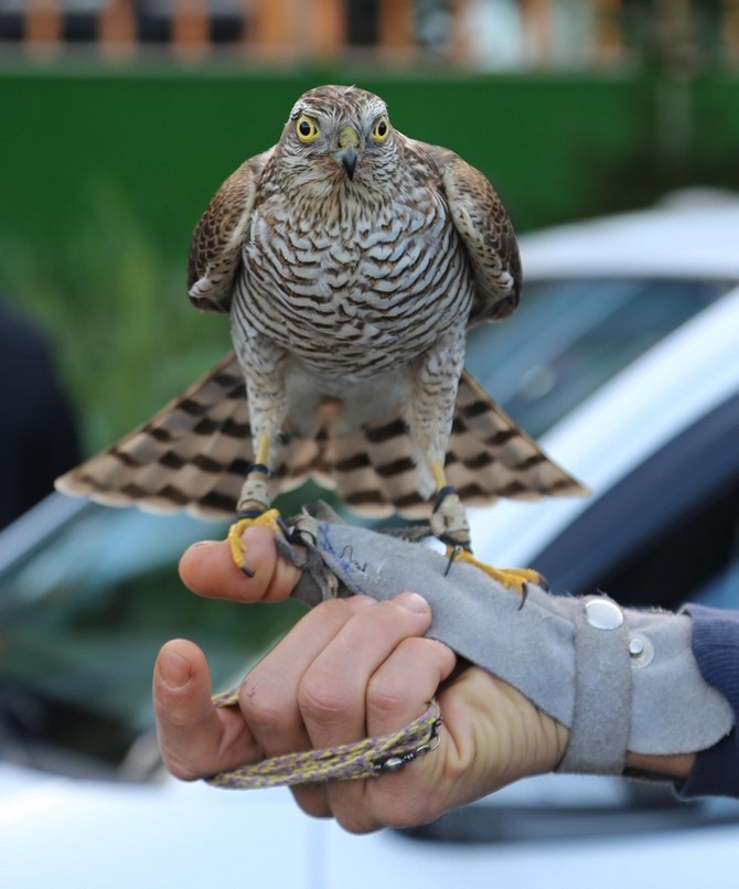 Rize'de 40 atmaca doğaya bırakıldı 2