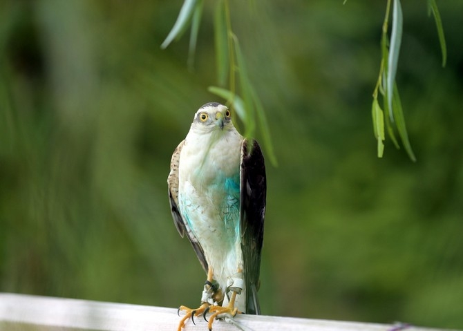 Rize'de 40 atmaca doğaya bırakıldı 3