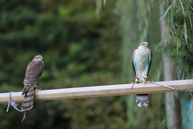 Rize'de 40 atmaca doğaya bırakıldı 4