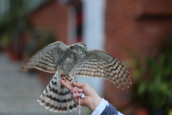 Rize'de 40 atmaca doğaya bırakıldı 5