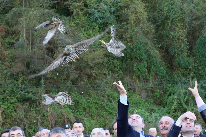 Rize'de 40 atmaca doğaya bırakıldı 7