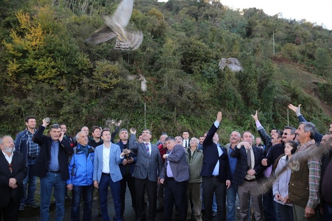 Rize'de 40 atmaca doğaya bırakıldı 9