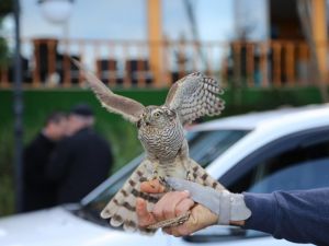 Rize'de 40 atmaca doğaya bırakıldı