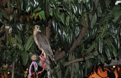 RİZE GÜNLERİ ETKİNLİKLERİ - ŞUBAT 2011 12