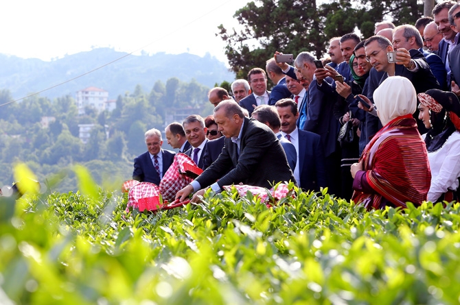 Cumhurbaşkanı Erdoğan, Çay Bahçesine Girdi Çay Kesti 1